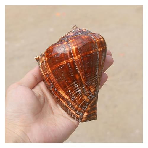 NIRNHYRUR Lenkrollen Große Muschelschalen zur Dekoration, natürliche, seltene Muscheln 10–14 cm for Themenpartys, Heimdekorationen, Aquarien(10~12cm) von NIRNHYRUR