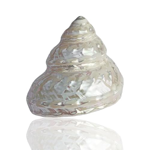 NIRNHYRUR Lenkrollen Muscheln, Perlenkegelschnecke, 9–11 cm, optional for Hochzeits-, Strand- und Partydekor(6~7cm) von NIRNHYRUR