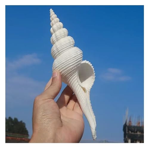 NIRNHYRUR Lenkrollen Muscheln weiß Spirale 16-19cm zur Dekoration(18~19cm) von NIRNHYRUR
