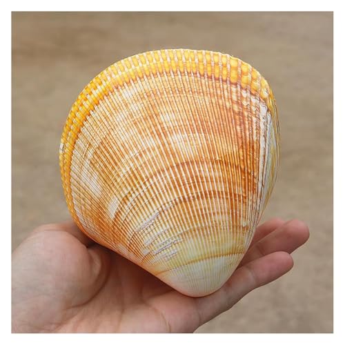 NIRNHYRUR Lenkrollen Ozean-Muschel, 11–12 cm, Jumbo-Muscheln, perfekt for Hochzeitsdekoration, Heimdekoration, Aquarium von NIRNHYRUR
