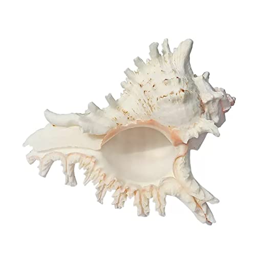 NIRNHYRUR Lenkrollen Perfekt als Hochzeitsdeko, Strandparty, Heimdekoration, Basteln, for Aquarien und Muschelsammler(Long13 14CM) von NIRNHYRUR