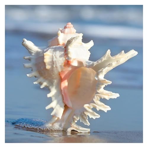 NIRNHYRUR Lenkrollen Riesige, seltene Meeresmuschel, 10–21 cm, perfekt for Hochzeitsdeko, Mottoparty, Aquarium(17~18cm) von NIRNHYRUR