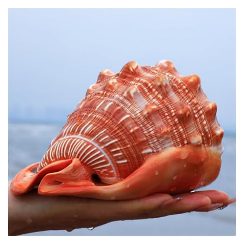 NIRNHYRUR Lenkrollen Riesige, seltene Meeresmuschel, 11–15 cm, perfekt for Hochzeits-, Strand- und Aquarium-Themenpartys.(14.5~15cm) von NIRNHYRUR