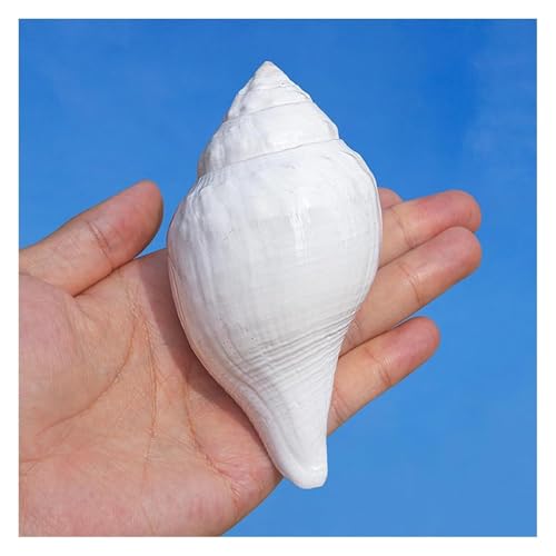 NIRNHYRUR Lenkrollen Riesige Meeresmuschel, 9–12 cm, perfekt for Heimdekorationen, Bastelarbeiten, Aquarien(11~12cm) von NIRNHYRUR