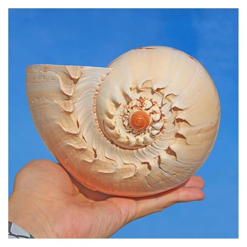 NIRNHYRUR Lenkrollen Riesige Ozean-Muschel, 12–23 cm, gelbe Muscheln, for Party-Dekorationen, Aquarium(21~22cm) von NIRNHYRUR