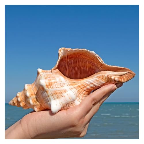 NIRNHYRUR Lenkrollen Riesige Ozean-Muschel, 16–18 cm, Muscheln, perfekt for Hochzeits-Mottopartys, Fischtanks von NIRNHYRUR