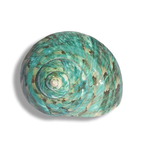 NIRNHYRUR Lenkrollen Verschiedene Größen for Hochzeitsdekoration, Strandpartys, Heimdekorationen, Bastelarbeiten, Aquarien und Muschelsammler.(8~9cm) von NIRNHYRUR