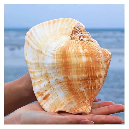 NIRNHYRUR Lenkrollen Von Conch Home Dekorationen(15~16cm) von NIRNHYRUR