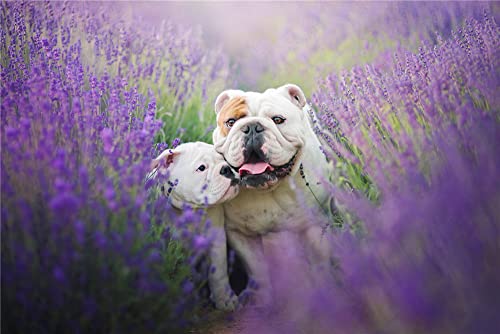 DIY 5D Diamant-Kunst-Malen nach Zahlen-Set – Bulldogge, Mutter und Kind zwischen lila Blumen – Malen mit Diamanten, Kunst, Zuhause, Wohnzimmer, Schlafzimmer, Büro, Dekoration, Geschenk, 30 x 40 cm von NPRZM