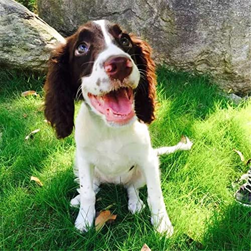 NPRZM 5D-Diamant-Malerei-nach-Zahlen-Set zum Selbermachen, Springer-Spaniel-Tier, Malen mit Diamanten, Kunstbedarf, Leinwand, Wanddekoration, 40 x 40 cm NPRZM 5D-Diamant-Malerei-nach-Zahlen-Set zum Selbermachen, Springer-Spaniel-Tier, Malen mit Diamanten, Kunstbedarf, Leinwand, Wanddekoration, 40 x 40 cm von NPRZM