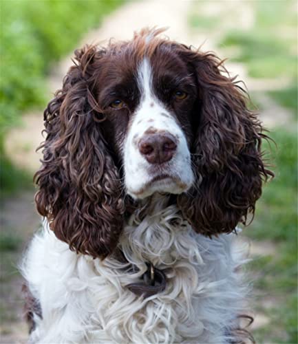 NPRZM 5D-Diamant-Malerei-nach-Zahlen-Set zum Selbermachen, Springer-Spaniel-Tier, Malen mit Diamanten, Kunstbedarf, Leinwand, Wanddekoration, 40 x 40 cm NPRZM 5D-Diamant-Malerei-nach-Zahlen-Set zum Selbermachen, Springer-Spaniel-Tier, Malen mit Diamanten, Kunstbedarf, Leinwand, Wanddekoration, 40 x 40 cm von NPRZM