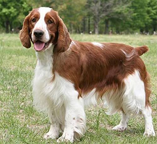 NPRZM 5D-Diamant-Malerei-nach-Zahlen-Set zum Selbermachen, Springer-Spaniel-Tier, Malen mit Diamanten, Kunstbedarf, Leinwand, Wanddekoration, 40 x 40 cm NPRZM 5D-Diamant-Malerei-nach-Zahlen-Set zum Selbermachen, Springer-Spaniel-Tier, Malen mit Diamanten, Kunstbedarf, Leinwand, Wanddekoration, 40 x 40 cm von NPRZM