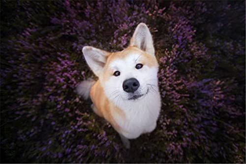 NPRZM 5D-Diamant-Malerei-nach-Zahlen-Set zum Selbermachen – Akita-Hund schaut zwischen Blumen nach oben – Malen mit Diamanten, Kunst-Wanddekoration, 40 x 50 cm NPRZM 5D-Diamant-Malerei-nach-Zahlen-Set zum Selbermachen – Akita-Hund schaut zwischen Blumen nach oben – Malen mit Diamanten, Kunst-Wanddekoration, 40 x 50 cm von NPRZM