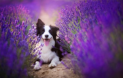 NPRZM 5D-Diamant-Malerei-nach-Zahlen-Set zum Selbermachen – Border Collie Bauhinia-Blume – Malen mit Diamanten, Kunstbedarf, Leinwand, Wanddekoration, 50 x 60 cm NPRZM 5D-Diamant-Malerei-nach-Zahlen-Set zum Selbermachen – Border Collie Bauhinia-Blume – Malen mit Diamanten, Kunstbedarf, Leinwand, Wanddekoration, 50 x 60 cm von NPRZM