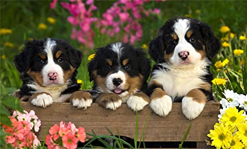 NPRZM DIY 5D Diamant-Malen nach Zahlen-Set, Drei Berner Sennenhunde in Blumen, Malen mit Diamanten, Kunstbedarf, Leinwand, Wanddekoration, 40 x 40 cm NPRZM DIY 5D Diamant-Malen nach Zahlen-Set, Drei Berner Sennenhunde in Blumen, Malen mit Diamanten, Kunstbedarf, Leinwand, Wanddekoration, 40 x 40 cm von NPRZM