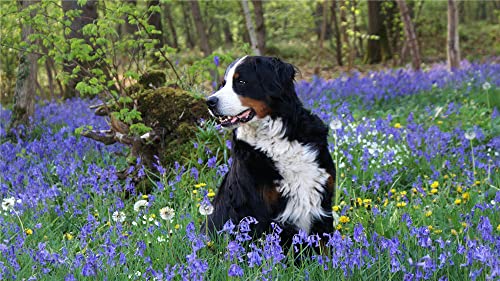 NPRZM DIY 5D Diamant-Malerei nach Zahlen-Set, Berner Sennenhund unter Blumen, Malen mit Diamanten, Kunstbedarf, Leinwand, Wanddekoration, 30 x 40 cm NPRZM DIY 5D Diamant-Malerei nach Zahlen-Set, Berner Sennenhund unter Blumen, Malen mit Diamanten, Kunstbedarf, Leinwand, Wanddekoration, 30 x 40 cm von NPRZM