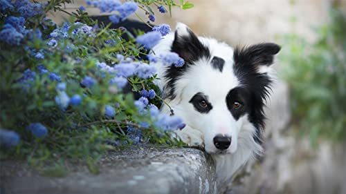 NPRZM DIY 5D Diamant-Malerei nach Zahlen-Set, Border Collie-Blumen, Malen mit Diamanten, Kunstbedarf, Leinwand, Wanddekoration, 40 x 40 cm NPRZM DIY 5D Diamant-Malerei nach Zahlen-Set, Border Collie-Blumen, Malen mit Diamanten, Kunstbedarf, Leinwand, Wanddekoration, 40 x 40 cm von NPRZM