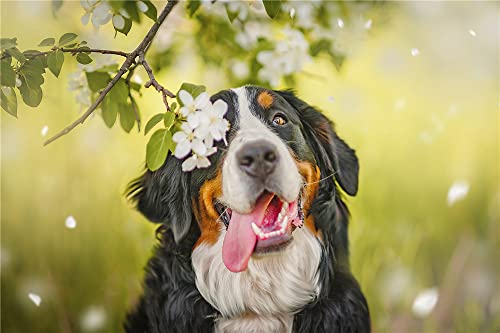 NPRZM DIY 5D Diamant-Malerei nach Zahlen-Set, Tier-Berner Sennenhund, Malen mit Diamanten, Kunstbedarf, Leinwand, Wanddekoration, 40 x 40 cm NPRZM DIY 5D Diamant-Malerei nach Zahlen-Set, Tier-Berner Sennenhund, Malen mit Diamanten, Kunstbedarf, Leinwand, Wanddekoration, 40 x 40 cm von NPRZM