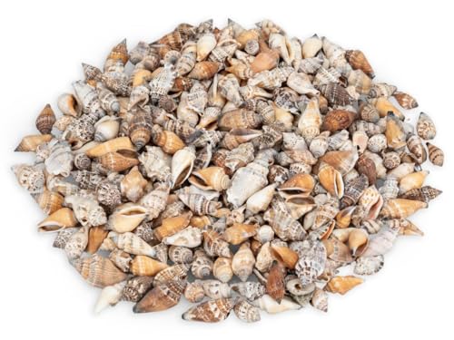 NaDeco Canarium urceus, verpack 0,5 kg, Größe ca. 2-6cm, ca. 100-200 Stück | Strombus-Schneckenhäuser | Deko-Schnecken | Kleine Schnecken zum Basteln | Maritime Dekoration | Muscheln und Schnecken von NaDeco