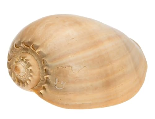 NaDeco Melo diadema, Größe ca. 15 bis 18cm | Voluta melocorona | Schneckenhaus | Deko-Schneckenhaus | Deko-Schnecke | Meeresschnecke | Maritime Dekoration | Muscheln und Schnecken NaDeco Melo diadema, Größe ca. 15 bis 18cm | Voluta melocorona | Schneckenhaus | Deko-Schneckenhaus | Deko-Schnecke | Meeresschnecke | Maritime Dekoration | Muscheln und Schnecken von NaDeco