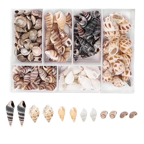 Packung mit 100 Muscheln, Natürliches Muschelset, unbearbeitete Muschelschalen für DIY-Schmuck, Dekorationen und Bastelprojekte - perfekt für Heimdekoration und nautische Themen von Nokwocy