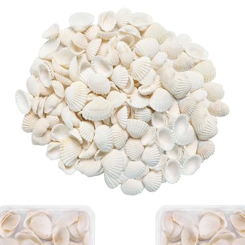 Nurila 50 Stück Muscheln, Weiß Muscheln zum Basteln, 2-3 cm Muscheln Deko, Muschel Deko für DIY Kunsthandwerk, Vase Füllstoffe, Fisch Panzer, DIY Armbandschmuck, Home Decoration Nurila 50 Stück Muscheln, Weiß Muscheln zum Basteln, 2-3 cm Muscheln Deko, Muschel Deko für DIY Kunsthandwerk, Vase Füllstoffe, Fisch Panzer, DIY Armbandschmuck, Home Decoration von Nurila