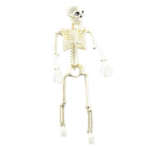 Nuyhgtr Bewegliche Skelettfigur | Menschliches Ganzkörper-Modellskelett mit beweglichen Gelenken | Realistisches Schädel-Ganzkörper-Knochen-Spielzeug Geschenke Indoor Outdoor Party Decor Nuyhgtr Bewegliche Skelettfigur | Menschliches Ganzkörper-Modellskelett mit beweglichen Gelenken | Realistisches Schädel-Ganzkörper-Knochen-Spielzeug Geschenke Indoor Outdoor Party Decor von Nuyhgtr