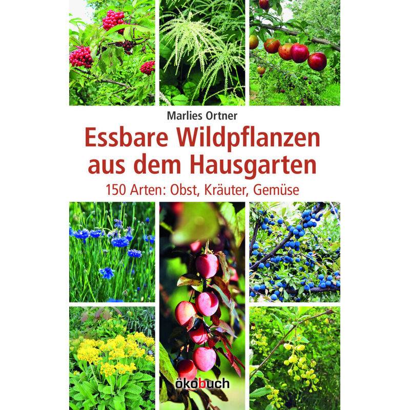 Essbare Wildpflanzen Aus Dem Hausgarten - Marlies Ortner, Gebunden von Ökobuch Verlag u. Versand