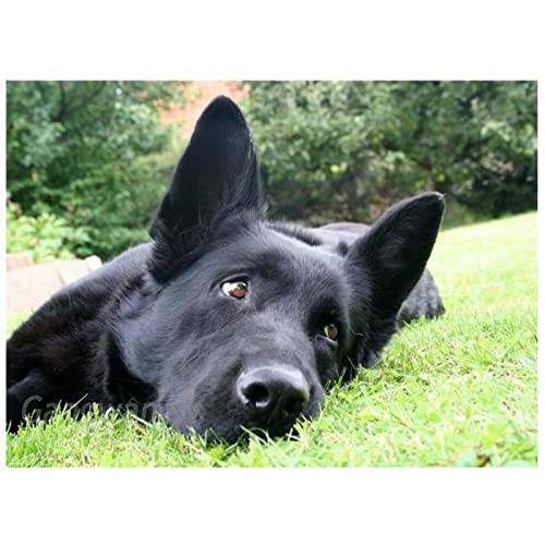 ORBANA DIY 5D Diamant Painting Vollbohrer Kit, Schwarzer Schäferhund 20x30cm 5D Diamant Painting Bilder für Erwachsene Und Kinder, Diamant Malerei,Strass Stickerei Kreuzstich Set,für Home Wand Decor ORBANA DIY 5D Diamant Painting Vollbohrer Kit, Schwarzer Schäferhund 20x30cm 5D Diamant Painting Bilder für Erwachsene Und Kinder, Diamant Malerei,Strass Stickerei Kreuzstich Set,für Home Wand Decor von ORBANA