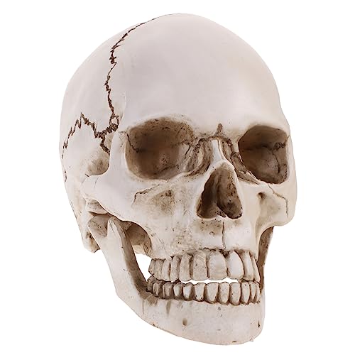 OUNONA 1 Stück Halloween Schädel Realistisch groß Schädel Köpfe Scary Halloween Menschliche Skelett Schädel Kunststoff Schädel Kopf für Halloween Party nach Hause Schreibtisch Tischdekoration OUNONA 1 Stück Halloween Schädel Realistisch groß Schädel Köpfe Scary Halloween Menschliche Skelett Schädel Kunststoff Schädel Kopf für Halloween Party nach Hause Schreibtisch Tischdekoration von OUNONA