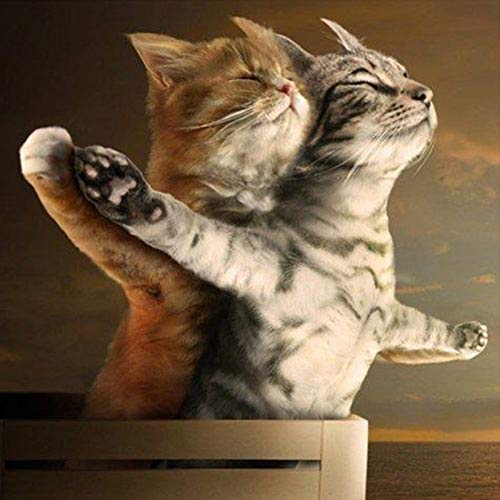 DIY 5D Diamant Malen nach Zahlen Kits Katzen Liebe Tier Titanic Full Drill Strass Malerei mit Diamanten Kristall Diamant Kunst (Katze) von OWN4B