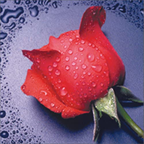 OWN4B Kreuzstich Stickpackungen Vorgedruckt, Rote Rose Bilder 11CT 14,2x14,2 Zoll DIY Stickpackung Set von OWN4B