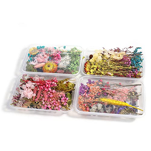 Oenothera 4 Boxen Echte Natürliche Getrocknete Blumen, DIY Natürliche Getrocknet Blumen, Blüten Trockenblumen, für Epoxidharz Oder Wohndekoration, Zufällige Farbe von Oenothera