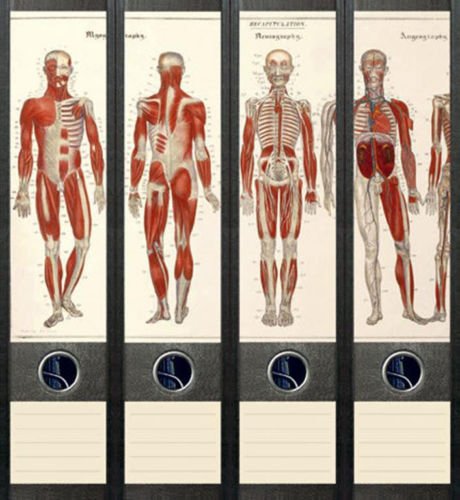 4er Set Ordnerrücken für breite Ordner Anatomie Skelett Aufkleber Etiketten Deko 034 von Ordnerrücken breit