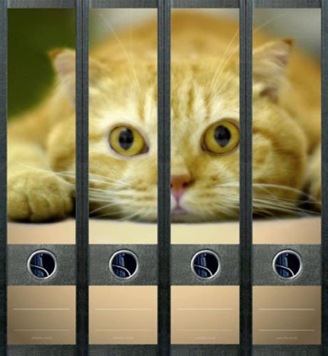 Ordnerrücken breit 4er Set Ordner Katze Kätzchen Aufkleber Etiketten Deko 449 Ordnerrücken breit 4er Set Ordner Katze Kätzchen Aufkleber Etiketten Deko 449 von Ordnerrücken breit