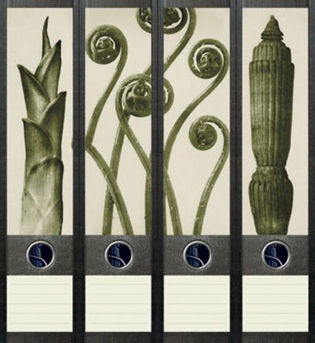Ordnerrücken breit 4er Set Ordner Pflanze China Feng Shui Aufkleber Etiketten Deko 040 Ordnerrücken breit 4er Set Ordner Pflanze China Feng Shui Aufkleber Etiketten Deko 040 von Ordnerrücken breit