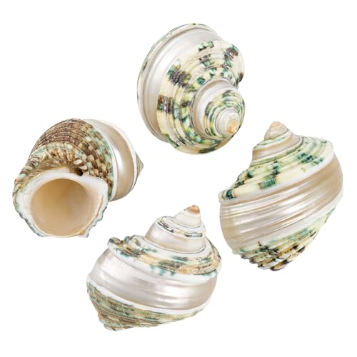 PH PandaHall 4 Stück Einsiedlerkrebsschalen 3.6~4cm Große Natürliche Muscheln Mit Öffnungsmund Krabbenmuschel Für Aquarium Strandparty Dekoration PH PandaHall 4 Stück Einsiedlerkrebsschalen 3.6~4cm Große Natürliche Muscheln Mit Öffnungsmund Krabbenmuschel Für Aquarium Strandparty Dekoration von PH PandaHall