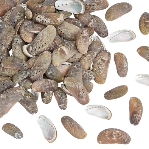 PH PandaHall 95 Stück Natürliche Eselsohr Abalone Muschel, 50-70mm Ozean Strand Muscheln Craft Shell Ornament mit Loch für DIY Craft Sommer Party Tisch Kostüm Fisch Tank Dekoration, 500g PH PandaHall 95 Stück Natürliche Eselsohr Abalone Muschel, 50-70mm Ozean Strand Muscheln Craft Shell Ornament mit Loch für DIY Craft Sommer Party Tisch Kostüm Fisch Tank Dekoration, 500g von PH PandaHall