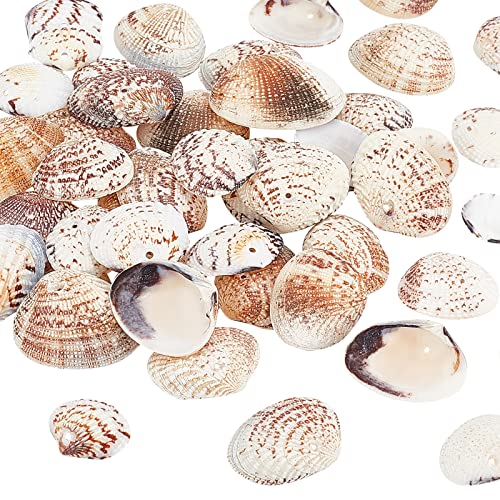 PandaHall 50pcs Natürliche Muscheln, 24~29mm Jakobsmuschel Muschel Strand Muschel Seashell für Schmuck Halsketten Kerze Herstellung Windspiels Thema Party Home Hochzeit Dekor Fisch Tank Vase PandaHall 50pcs Natürliche Muscheln, 24~29mm Jakobsmuschel Muschel Strand Muschel Seashell für Schmuck Halsketten Kerze Herstellung Windspiels Thema Party Home Hochzeit Dekor Fisch Tank Vase von PandaHall
