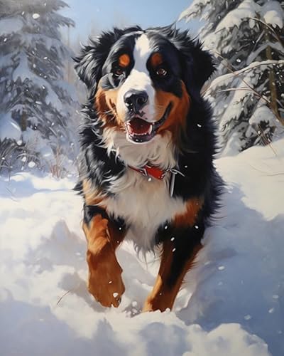 PIPISKY Malen nach Zahlen,Berner Sennenhund spielt im Schnee,Exquisite Ölgemälde-nach-Zahlen-Sets für Anfänger,40x50cm,Ohne Rahmen PIPISKY Malen nach Zahlen,Berner Sennenhund spielt im Schnee,Exquisite Ölgemälde-nach-Zahlen-Sets für Anfänger,40x50cm,Ohne Rahmen von PIPISKY