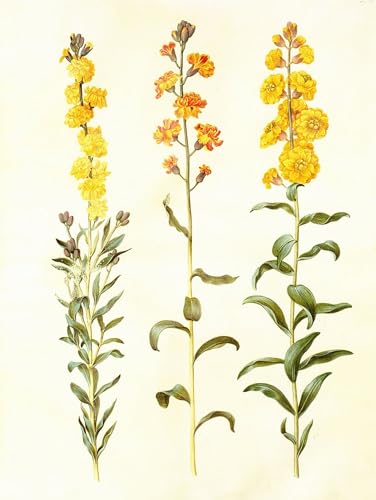 PMEFGJDPE Berühmte Gemälde Poster Kunstdrucke Porträts Wandkunst Cheiranthus Cheirii Gouache on Canvas by Hans Simon Holtzbecker Leinwand Ölgemälde für Heimtextilien 60x90cm von PMEFGJDPE