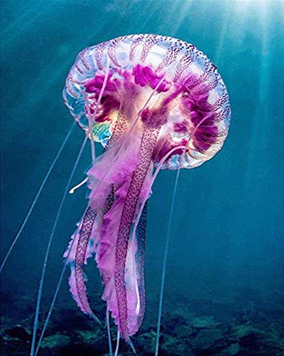 PPTRTYQ DIY Malen nach Zahlen Marine lila Quallen Handgemalte Kits Zeichnung Leinwand Bilder nach Zahlen Tier Porträt Wohnkultur Geschenk 40x50cm PPTRTYQ DIY Malen nach Zahlen Marine lila Quallen Handgemalte Kits Zeichnung Leinwand Bilder nach Zahlen Tier Porträt Wohnkultur Geschenk 40x50cm von PPTRTYQ