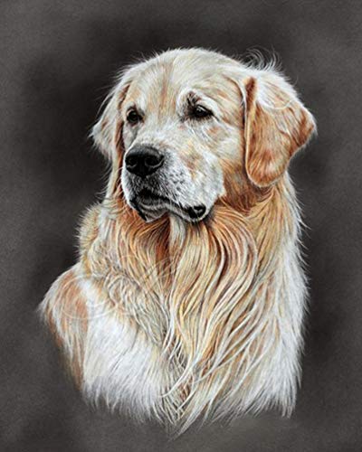 PPTRTYQ DIY Ölgemälde Malen nach Zahlen Erwachsene Kinder, Golden Retriever Hund Tier Porträt Spielzeug malen Handgemalte Geschenke Zahlenmalerei ab 5 Öl Wandkunst PPTRTYQ DIY Ölgemälde Malen nach Zahlen Erwachsene Kinder, Golden Retriever Hund Tier Porträt Spielzeug malen Handgemalte Geschenke Zahlenmalerei ab 5 Öl Wandkunst von PPTRTYQ