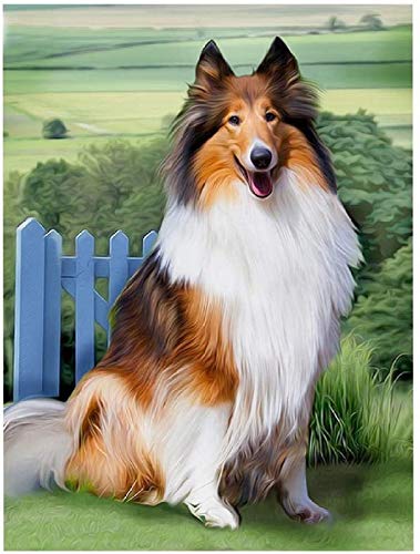 PPTRTYQ DIY Ölgemälde Malen nach Zahlen Erwachsene Kinder, Hübscher Collie-Hund Spielzeug malen Handgemalte Geschenke Zahlenmalerei ab 5 Öl Wandkunst PPTRTYQ DIY Ölgemälde Malen nach Zahlen Erwachsene Kinder, Hübscher Collie-Hund Spielzeug malen Handgemalte Geschenke Zahlenmalerei ab 5 Öl Wandkunst von PPTRTYQ