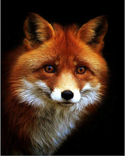 PPTRTYQ Malen nach Zahlen für Kits Erwachsene Anfänger, Fox Tierkunstporträt von PPTRTYQ