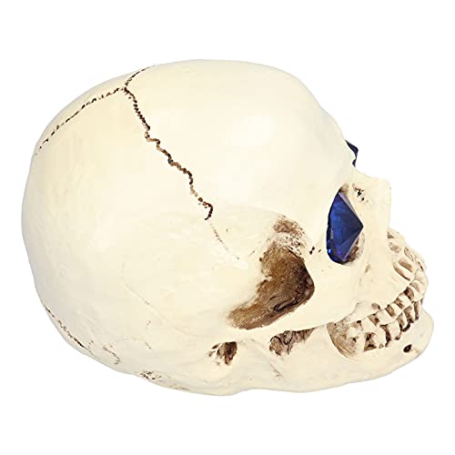 PUNELE Horror Halloween -Schädel -Ornamente, Lebhafte Leichte Harzdekoration mit Präzisen Anatomischen Details, Leicht und Wiederverwendbar, für Party -Spukhaus PUNELE Horror Halloween -Schädel -Ornamente, Lebhafte Leichte Harzdekoration mit Präzisen Anatomischen Details, Leicht und Wiederverwendbar, für Party -Spukhaus von PUNELE