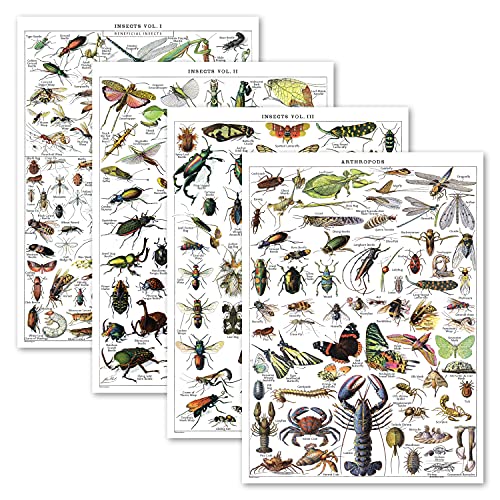 Palace Learning Vintage-Insekten-Poster-Drucke, Entomologie-Identifikations-Referenzdiagramme, Band 1, 2 & 3 und Arthropods, Vintage-Posterdruck, laminiert, 45,7 x 61 cm Palace Learning Vintage-Insekten-Poster-Drucke, Entomologie-Identifikations-Referenzdiagramme, Band 1, 2 & 3 und Arthropods, Vintage-Posterdruck, laminiert, 45,7 x 61 cm von Palace Learning