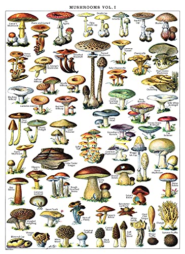 Vintage Pilz-Posterdruck, Mykologie und Pilze, Botanische Identifikation, Band 1, laminiert, 45,7 x 61 cm von Palace Learning