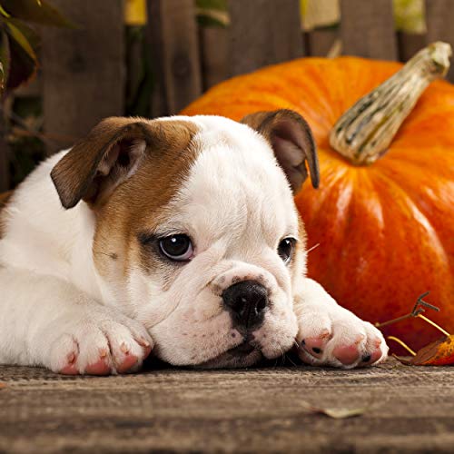 20 Lunch Servietten Kürbis Herbst Hund 33cm 20 Lunch Servietten Kürbis Herbst Hund 33cm von Paper+Design