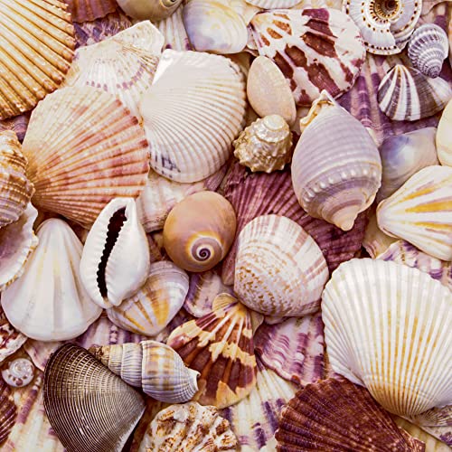 20 Servietten Sammlung an Muscheln | Strand | Meer | Urlaub | Sommer | Maritim | Tischdeko | Decoupage | Serviettentechnik 33x33cm von Paper+Design